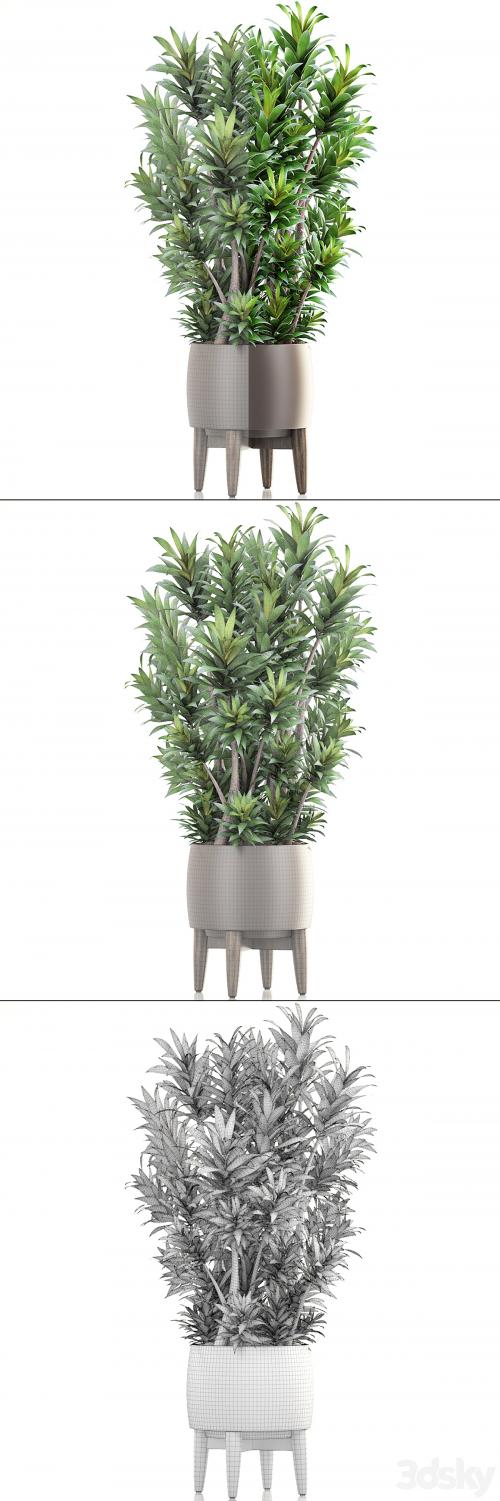 Dracaena 6. Dracaena, pot, flowerpot, bush, interior plant, indoor