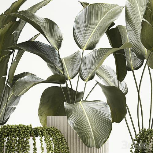 Hanging plants Succulents Rowley and Calathea lutea, Strelitzia in pots. Set of plants 1322