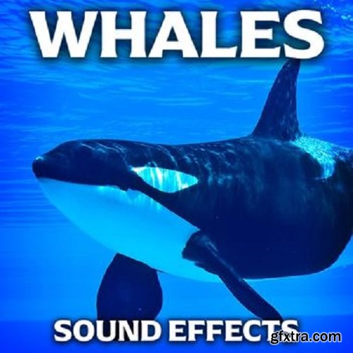 Sound Ideas Whales Sound Effects