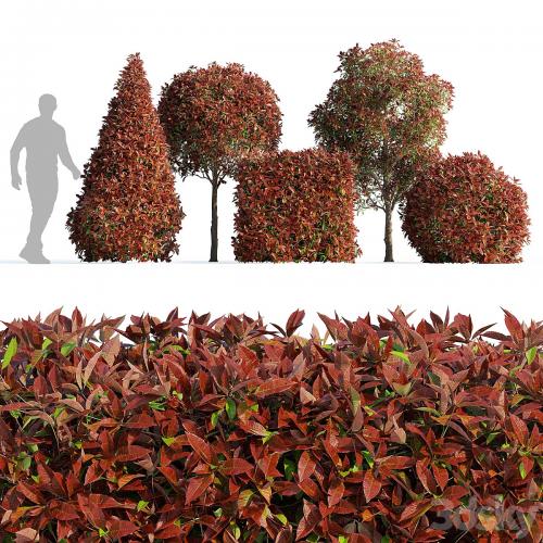 Photinia fraseri Red Robin (Photinia fraseri Red Robin)