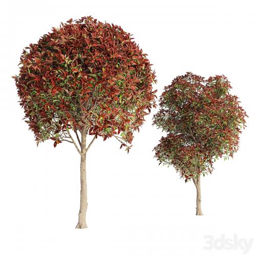 Photinia fraseri Red Robin (Photinia fraseri Red Robin)