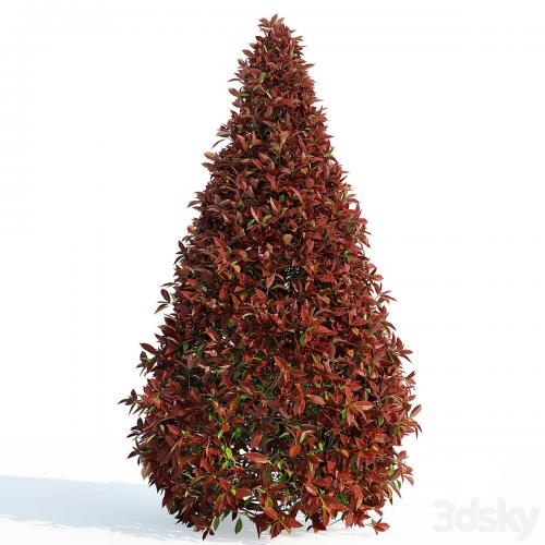 Photinia fraseri Red Robin (Photinia fraseri Red Robin)