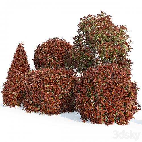 Photinia fraseri Red Robin (Photinia fraseri Red Robin)