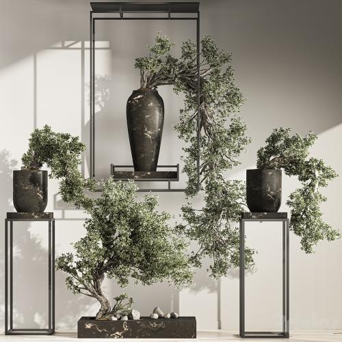 Bonsai And Indoor Plant Set 43