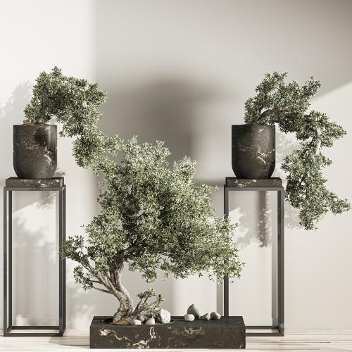 Bonsai And Indoor Plant Set 43