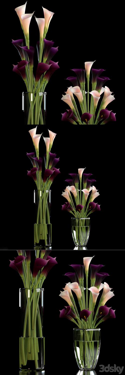 CALLA LILLY PURPLE