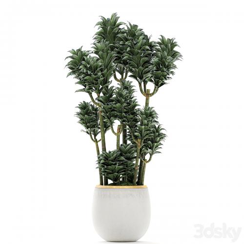 A beautiful small decorative flower of Dracaena Compacta in a white pot with gold. Set 533