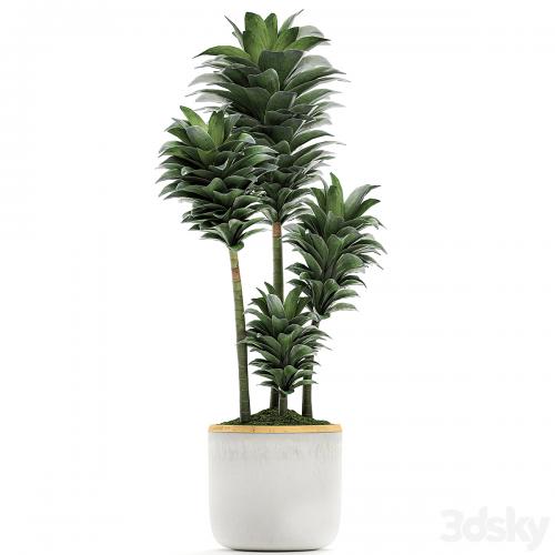 A beautiful small decorative flower of Dracaena Compacta in a white pot with gold. Set 533