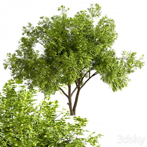 Set of Robinia Pseudoacacia Trees (Black Locust) (2 Trees)