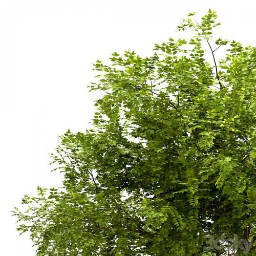 Set of Robinia Pseudoacacia Trees (Black Locust) (2 Trees)