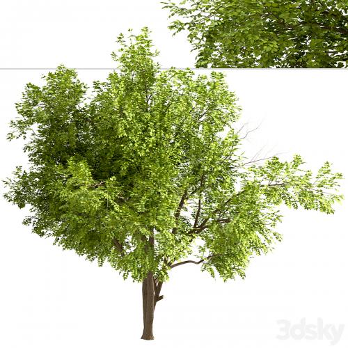 Set of Robinia Pseudoacacia Trees (Black Locust) (2 Trees)