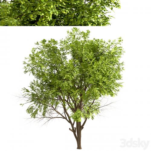 Set of Robinia Pseudoacacia Trees (Black Locust) (2 Trees)