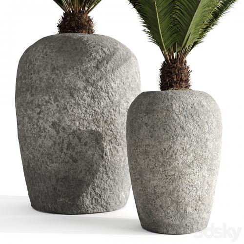 Restoration Hardware Cantera Planters With Sago Palm