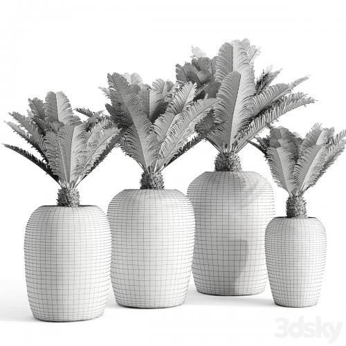 Restoration Hardware Cantera Planters With Sago Palm