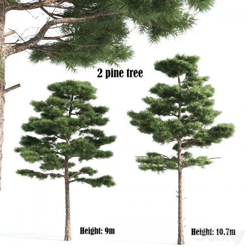 2 pine vray