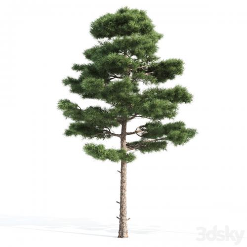 2 pine vray