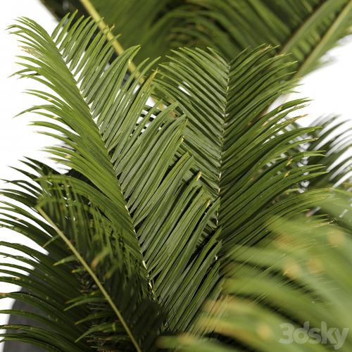Restoration Hardware Cantera Planters With Sago Palm
