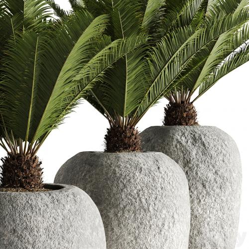 Restoration Hardware Cantera Planters With Sago Palm