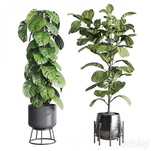 Collection indoor plant 251 ficus lyrata monstera palm in a wooden and metal pot