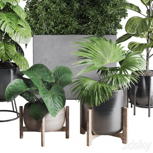 Collection indoor plant 251 ficus lyrata monstera palm in a wooden and metal pot