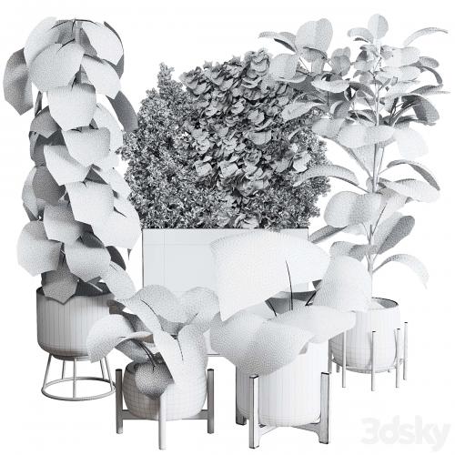 Collection indoor plant 251 ficus lyrata monstera palm in a wooden and metal pot