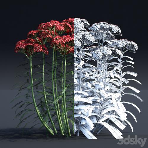 Yarrow flowers | Achillea millefolium