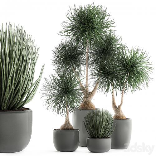 Collection of exotic plants in pots with bent Bokarnea, Dracaena, Sansevieria, desert plants. Set 540.