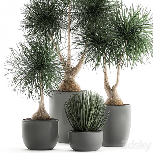 Collection of exotic plants in pots with bent Bokarnea, Dracaena, Sansevieria, desert plants. Set 540.