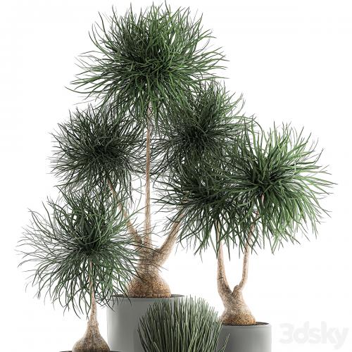 Collection of exotic plants in pots with bent Bokarnea, Dracaena, Sansevieria, desert plants. Set 540.