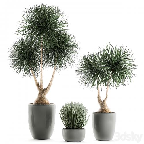 Collection of exotic plants in pots with bent Bokarnea, Dracaena, Sansevieria, desert plants. Set 540.