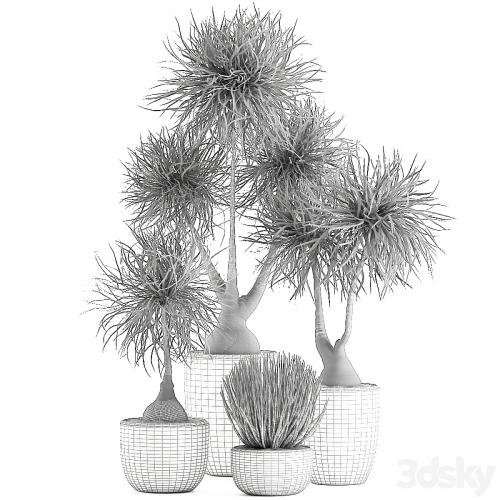 Collection of exotic plants in pots with bent Bokarnea, Dracaena, Sansevieria, desert plants. Set 540.