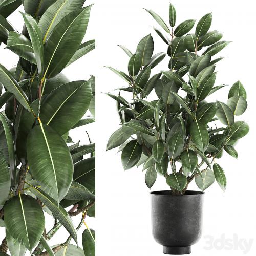 Decorative lush small tree with leaves in a black pot Ficus rubberiferous, robusta, elastic . 852.