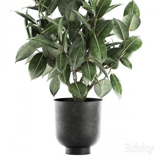 Decorative lush small tree with leaves in a black pot Ficus rubberiferous, robusta, elastic . 852.