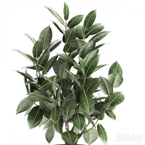 Decorative lush small tree with leaves in a black pot Ficus rubberiferous, robusta, elastic . 852.