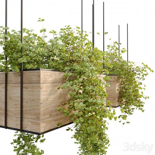 Plant hanger