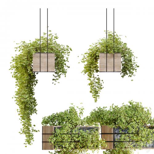 Plant hanger