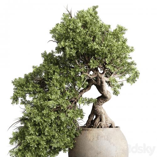 Bonsai tree in an old earthenware vase indoor plant 343