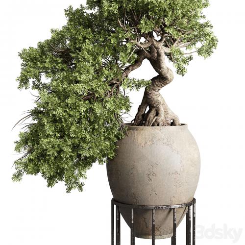 Bonsai tree in an old earthenware vase indoor plant 343