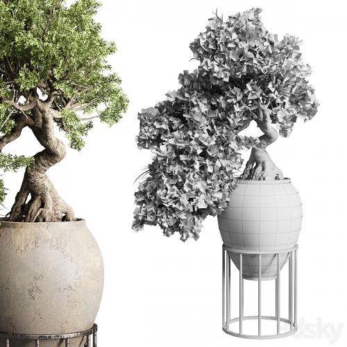 Bonsai tree in an old earthenware vase indoor plant 343