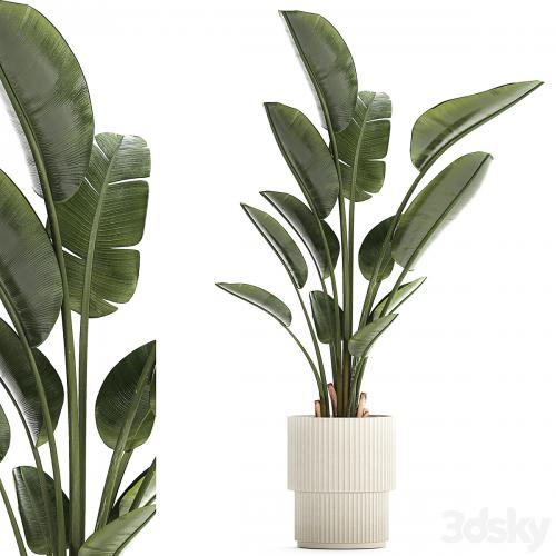 Beautiful exotic plant in a flower pot for interior decor Strelitzia, Ravenala. 1252