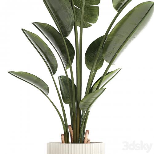 Beautiful exotic plant in a flower pot for interior decor Strelitzia, Ravenala. 1252