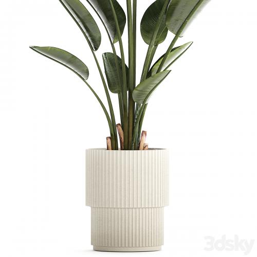 Beautiful exotic plant in a flower pot for interior decor Strelitzia, Ravenala. 1252