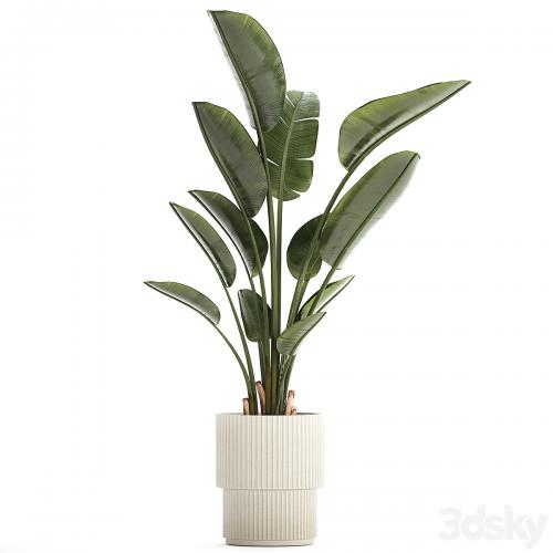 Beautiful exotic plant in a flower pot for interior decor Strelitzia, Ravenala. 1252