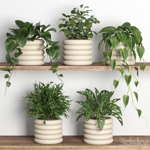 plants on shelf 06