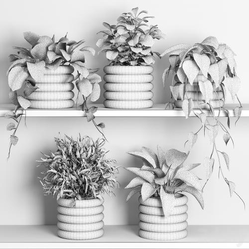 plants on shelf 06