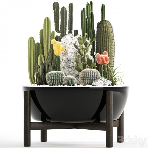 Plant collection 305. Cactus set, cacti, round cactus, flower bed, japanese, cereus, Barrel cactus, desert plants, Prickly pear