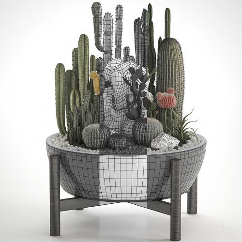 Plant collection 305. Cactus set, cacti, round cactus, flower bed, japanese, cereus, Barrel cactus, desert plants, Prickly pear