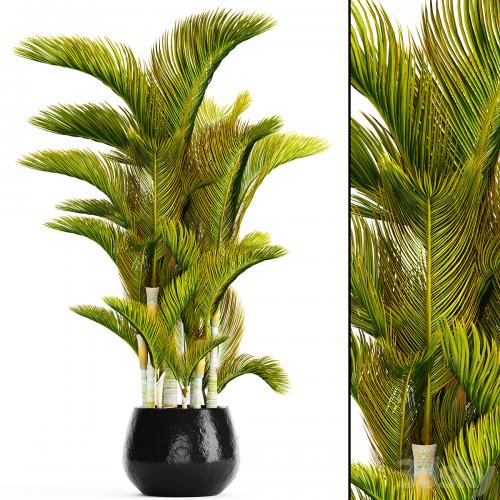 Dypsis lutescens - Dyssic yellowish, Dipsis yellowish, ornamental palm tree, tropical, exotic, thickets, plant, flowerpot, pot