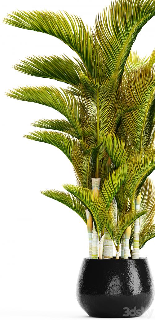 Dypsis lutescens - Dyssic yellowish, Dipsis yellowish, ornamental palm tree, tropical, exotic, thickets, plant, flowerpot, pot