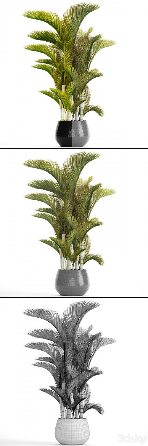 Dypsis lutescens - Dyssic yellowish, Dipsis yellowish, ornamental palm tree, tropical, exotic, thickets, plant, flowerpot, pot